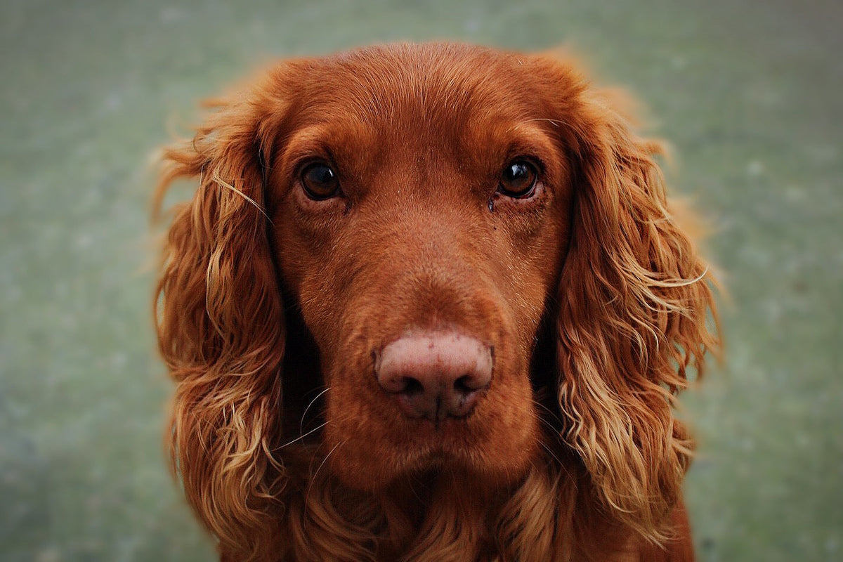 Primer plano de un setter irlandés