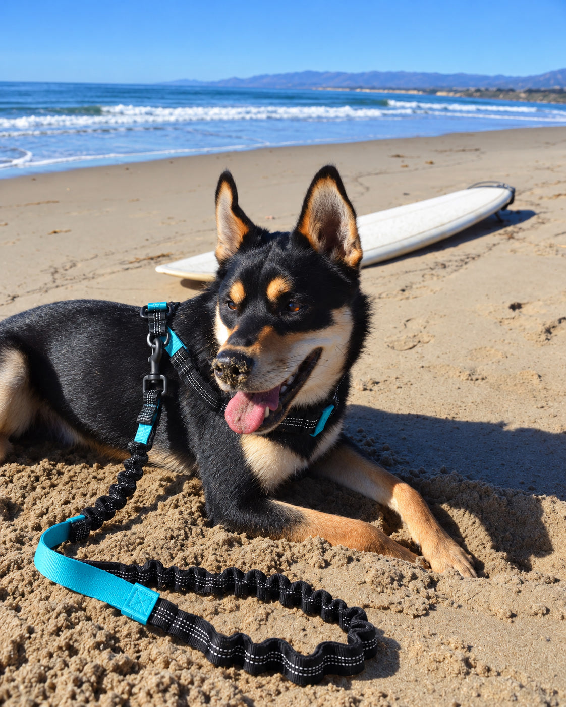 Perro en la playa con la correa manos libres NOVURA FreeMotion