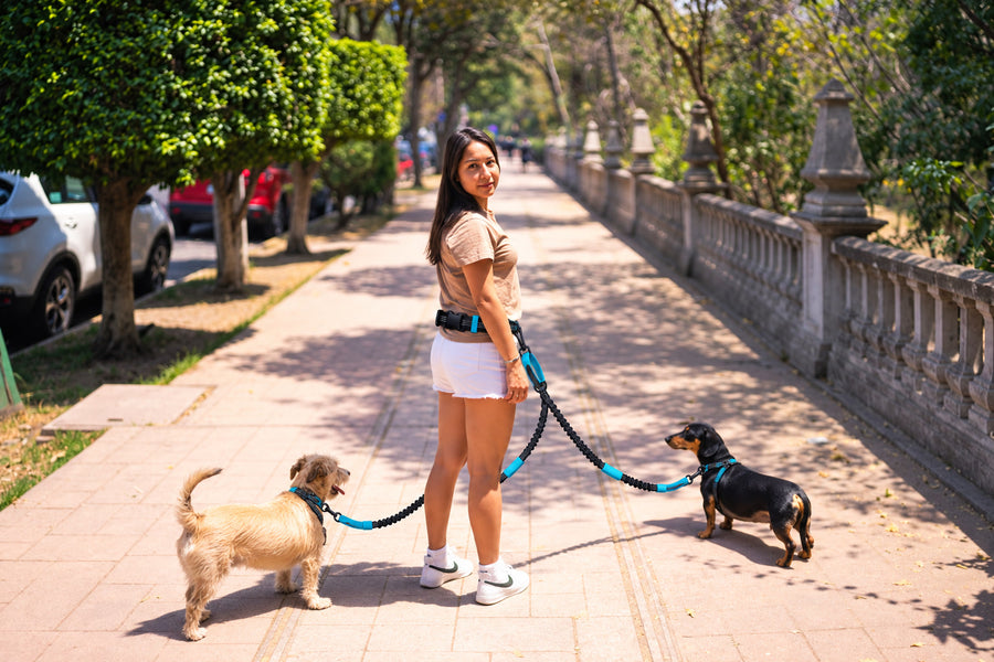 Correa NOVURA FreeMotion en la cintura paseando a dos perros