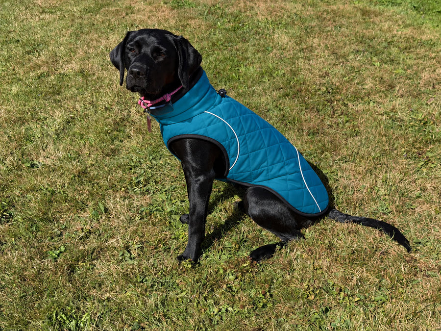 Labrador negro con el abrigo NOVURA Glacier en el césped