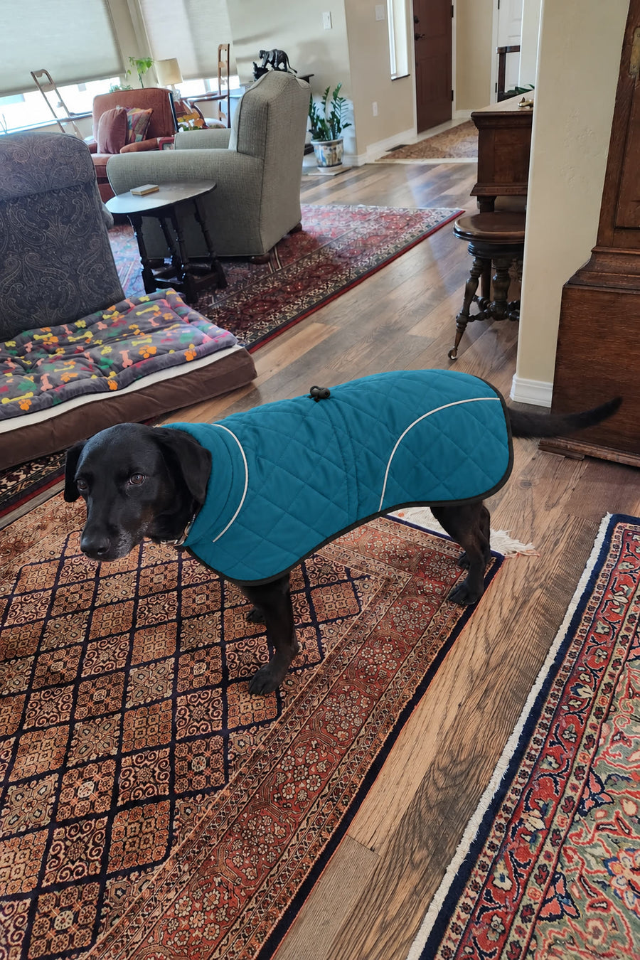 Perro con el abrigo NOVURA Glacier en casa