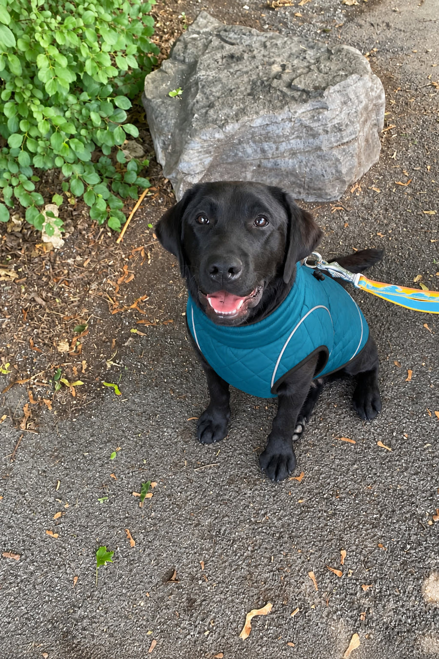 Cachorro de labrador negro con el abrigo NOVURA Glacier