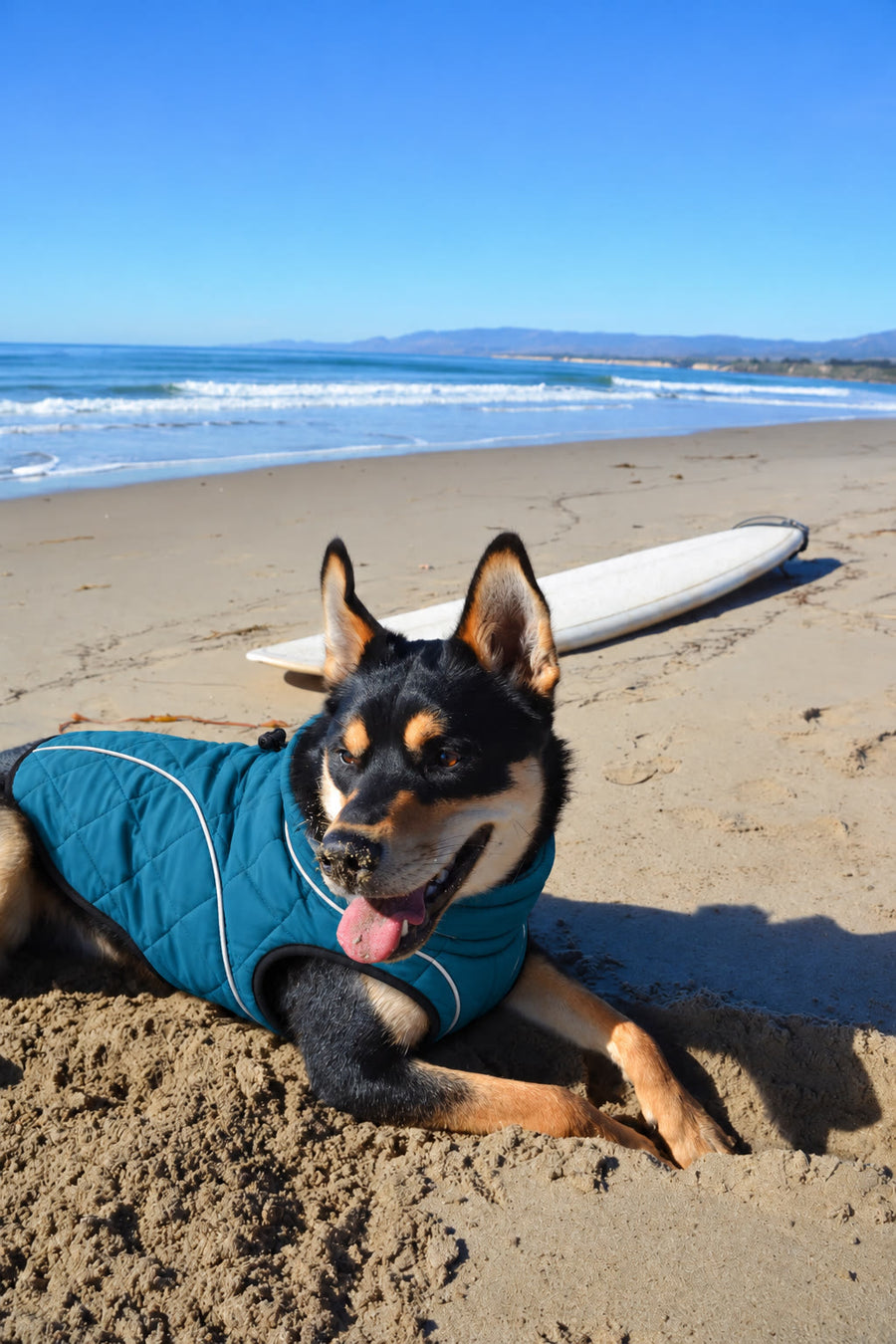 Perro con el abrigo NOVURA Glacier en la playa