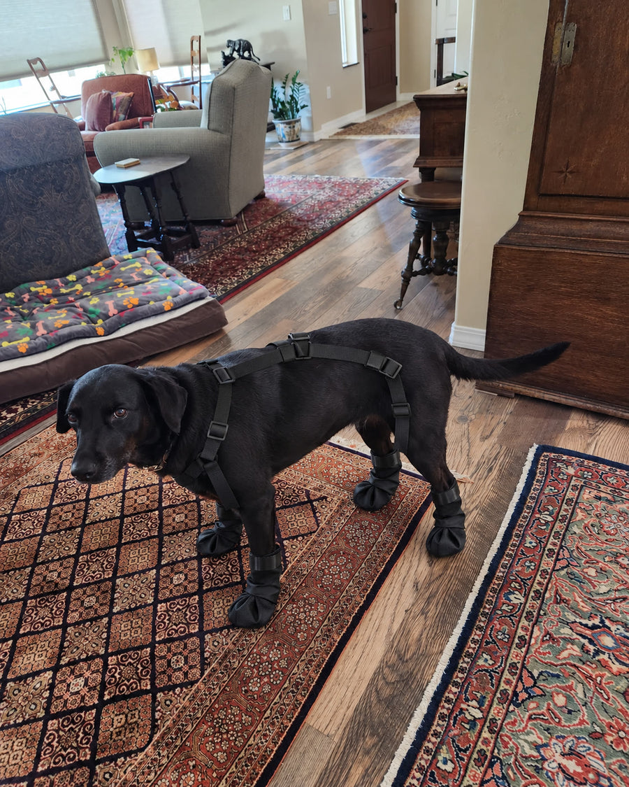 Perro negro en casa con las botas NOVURA StormStep