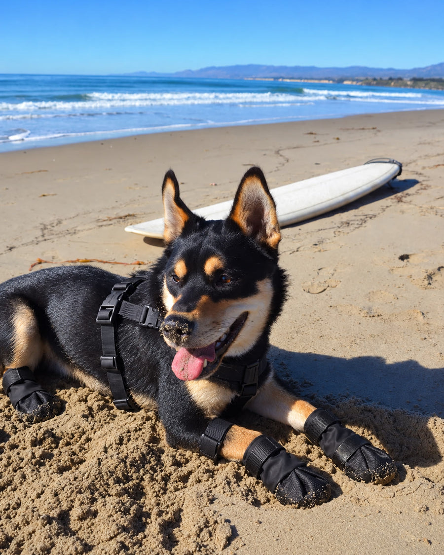 Perro en la playa con las botas NOVURA StormStep