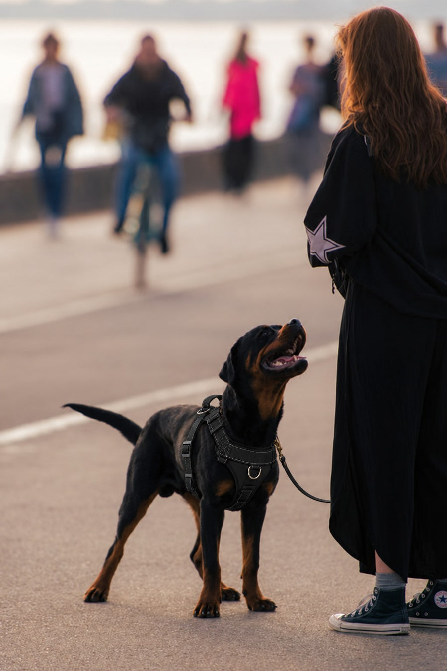 Rottweiler con el arnés NOVURA Summit en el paseo marítimo