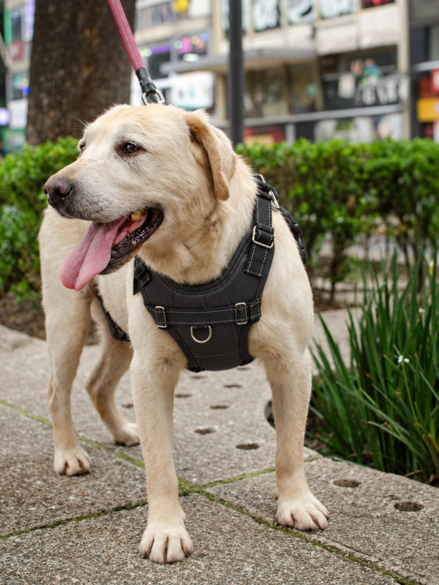 Labrador con el arnés NOVURA Summit en la ciudad