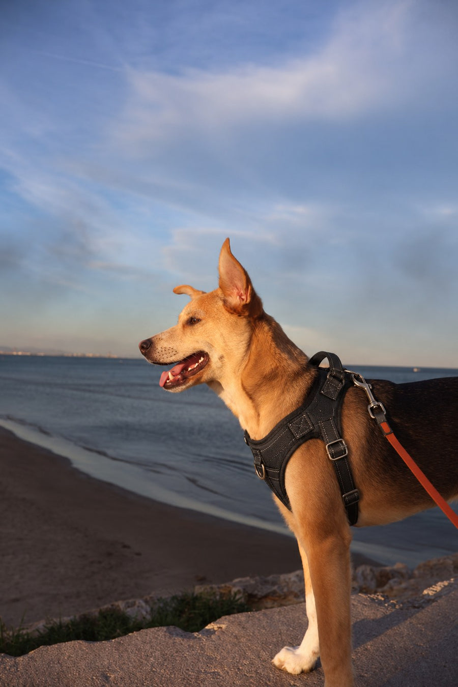 Perro pequeño con el arnés NOVURA Summit