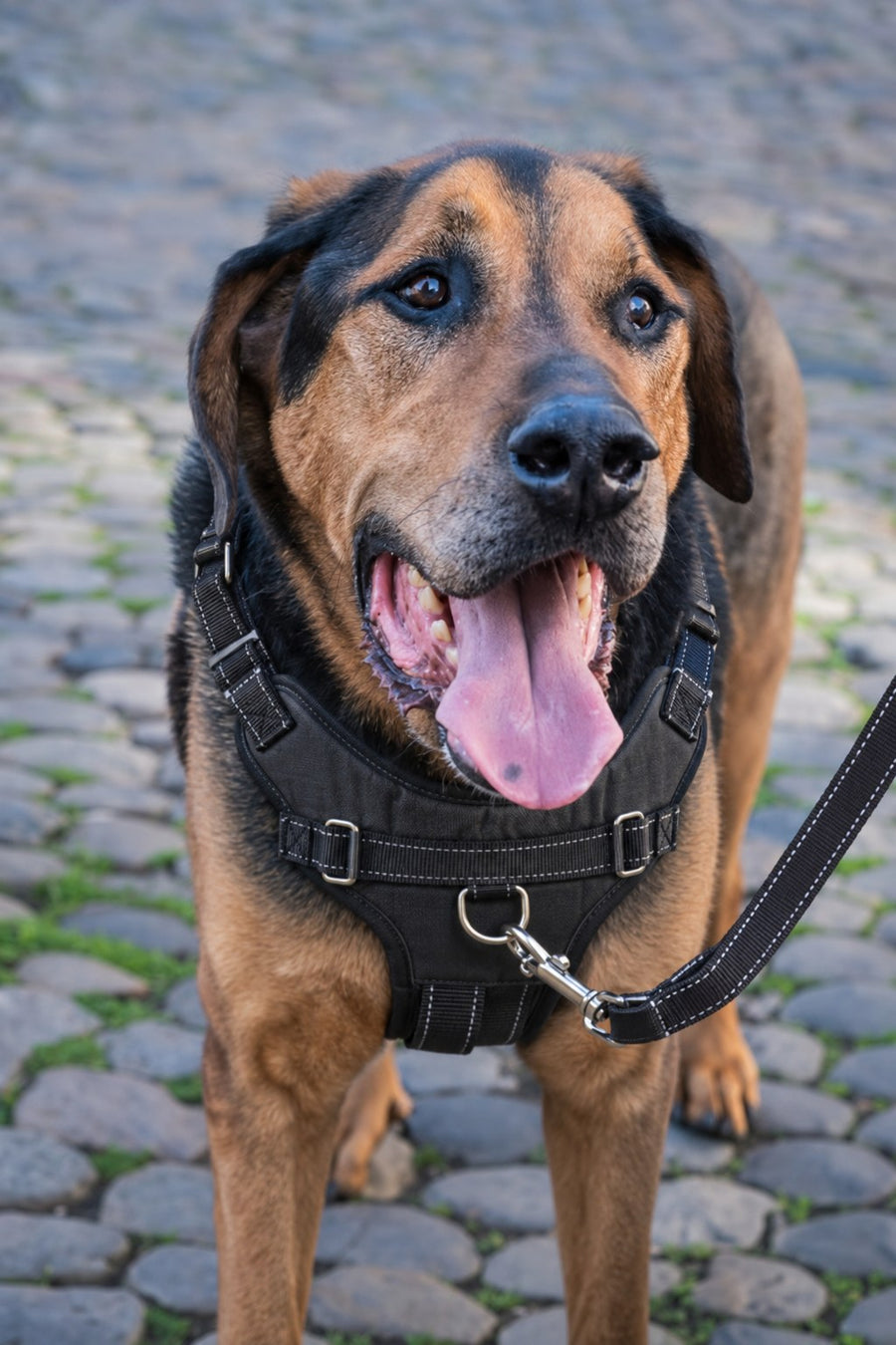Perro grande con el arnés NOVURA Summit y correa