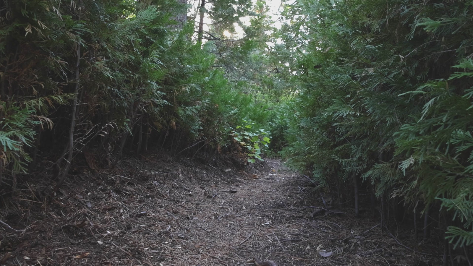 Perro corriendo por un sendero del bosque